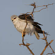 Black-winged Kite