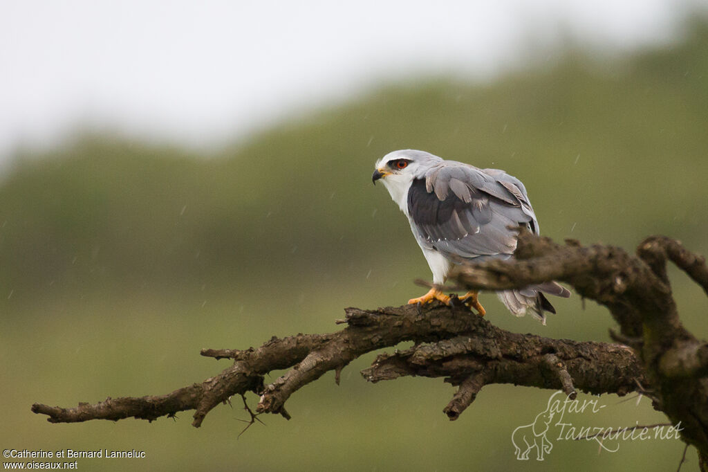 Black-winged Kiteadult