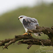 Black-winged Kite