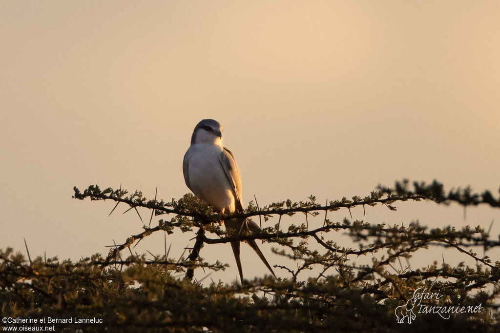 Scissor-tailed Kiteadult