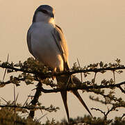 Scissor-tailed Kite