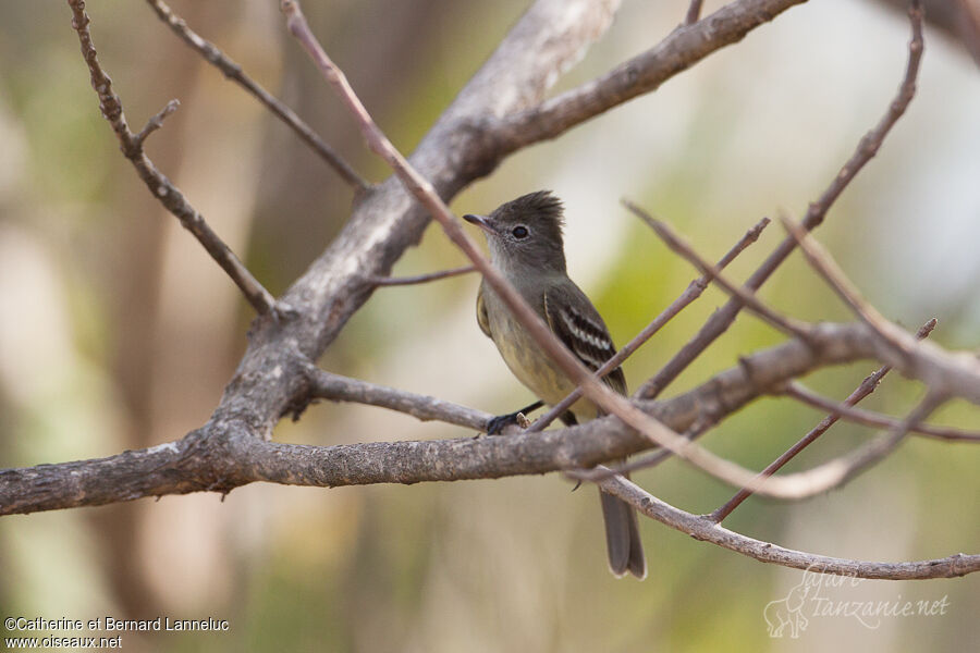 Yellow-bellied Elaenia