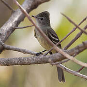 Yellow-bellied Elaenia