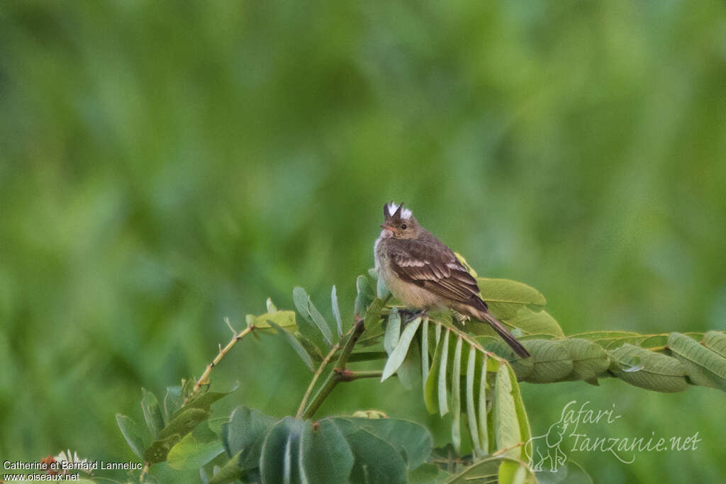 Mottle-backed Elaeniaadult