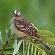 Mottle-backed Elaenia