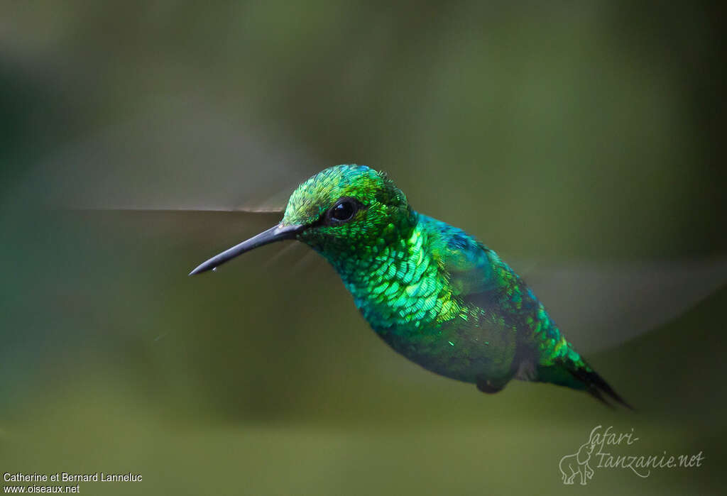 Western Emerald male, adult, identification