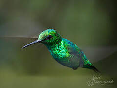 Western Emerald