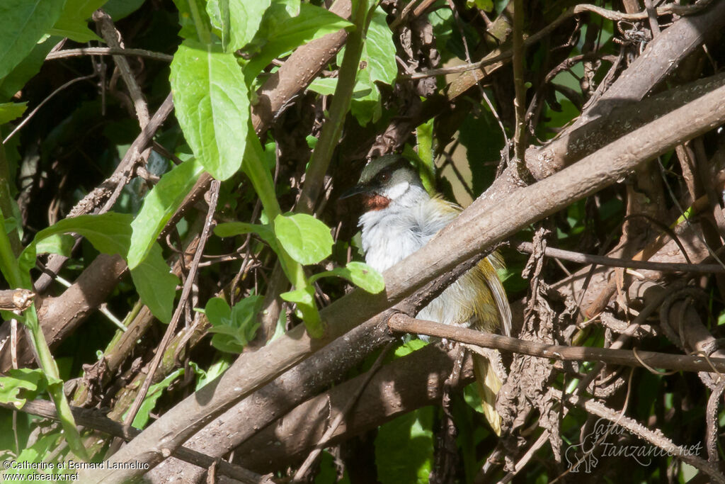 Grey-capped Warbler