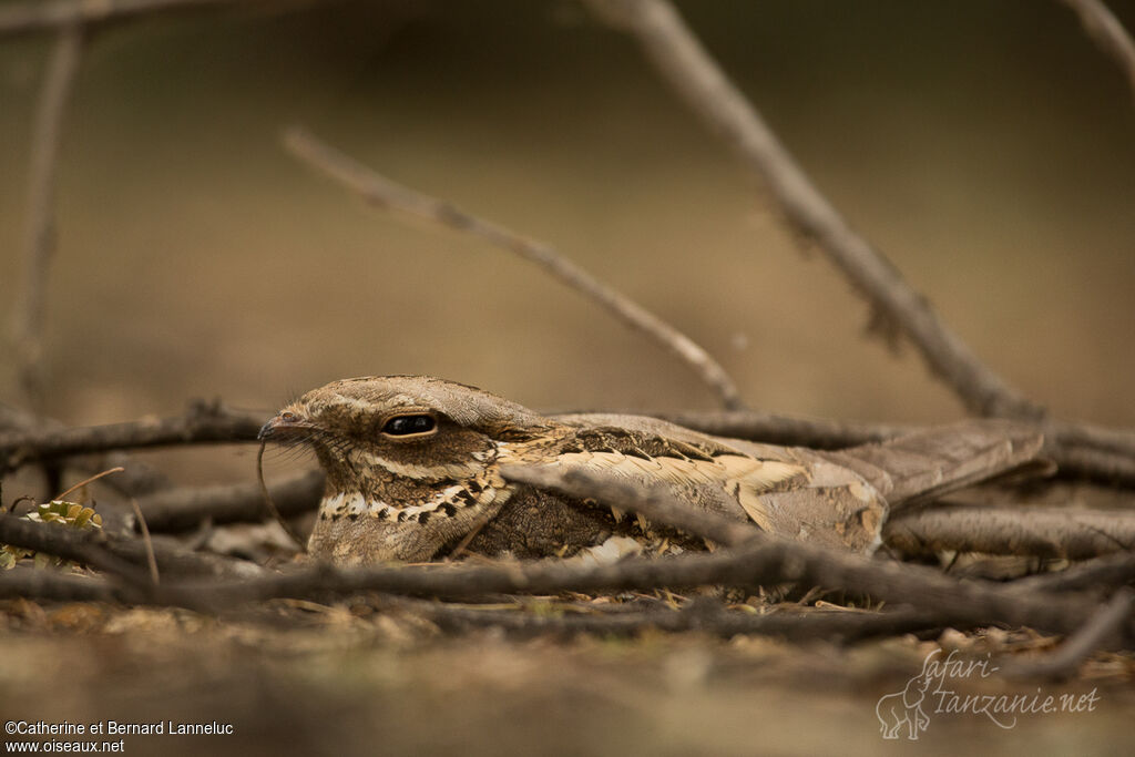 Long-tailed Nightjar female adult