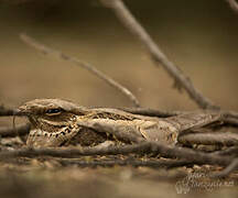 Long-tailed Nightjar