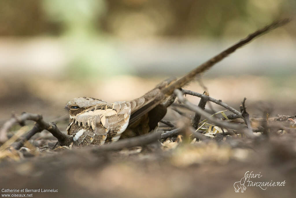 Long-tailed Nightjar male adult, identification