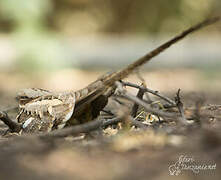 Long-tailed Nightjar