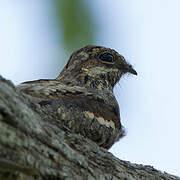 European Nightjar