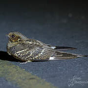 Large-tailed Nightjar