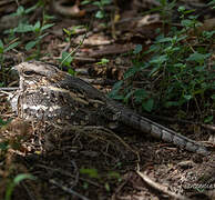 Slender-tailed Nightjar