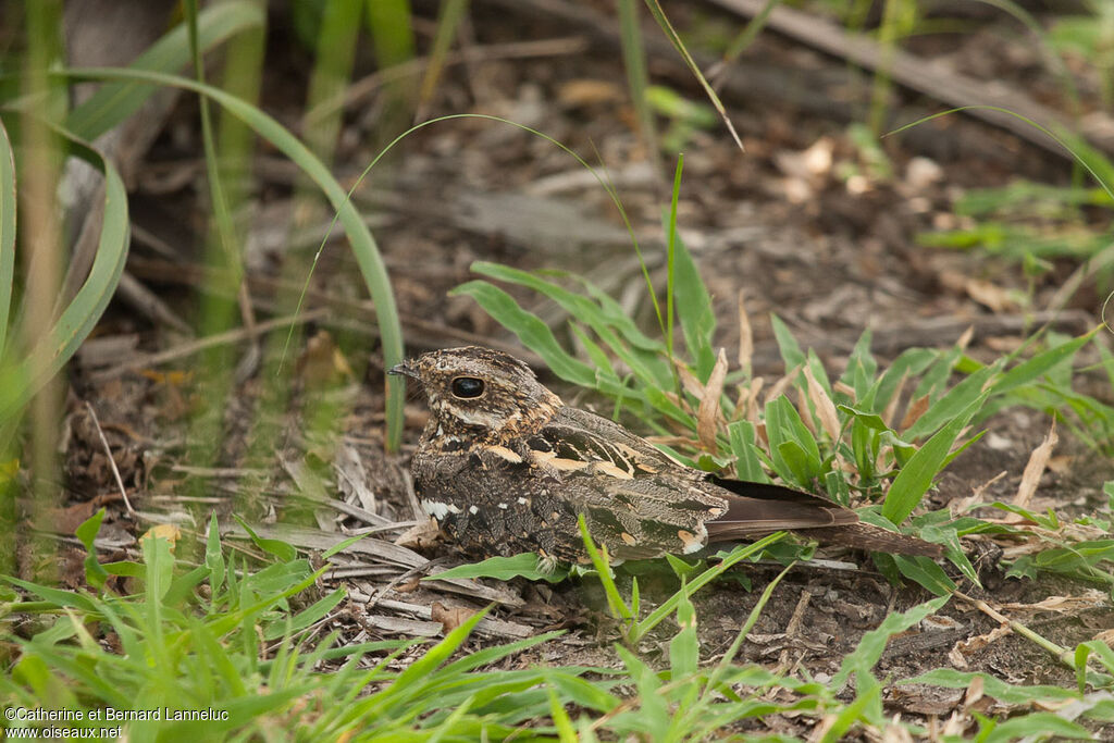 Square-tailed Nightjar