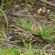 Square-tailed Nightjar