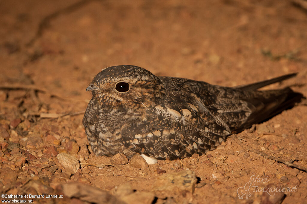 Lesser Nighthawk