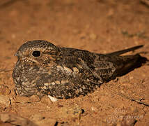 Lesser Nighthawk