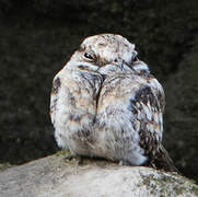 Ladder-tailed Nightjar