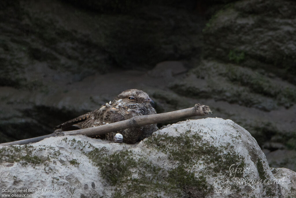 Ladder-tailed Nightjaradult, identification