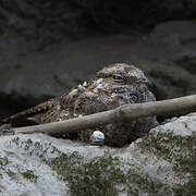 Ladder-tailed Nightjar