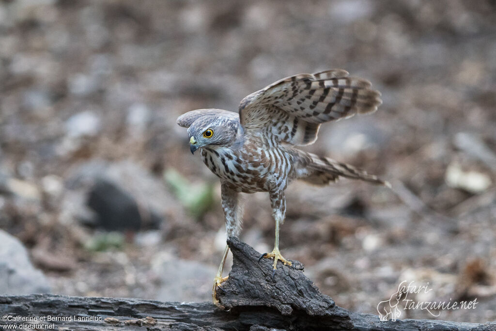 Besraimmature, Flight, Behaviour