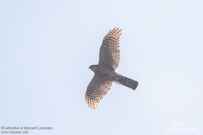 Eurasian Sparrowhawkadult, Flight