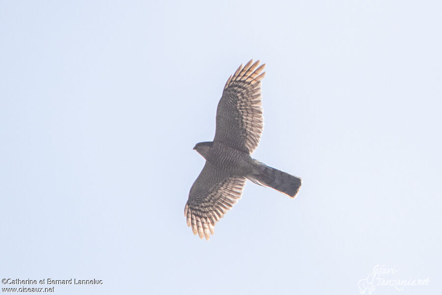 Eurasian Sparrowhawkadult, Flight