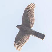 Eurasian Sparrowhawk