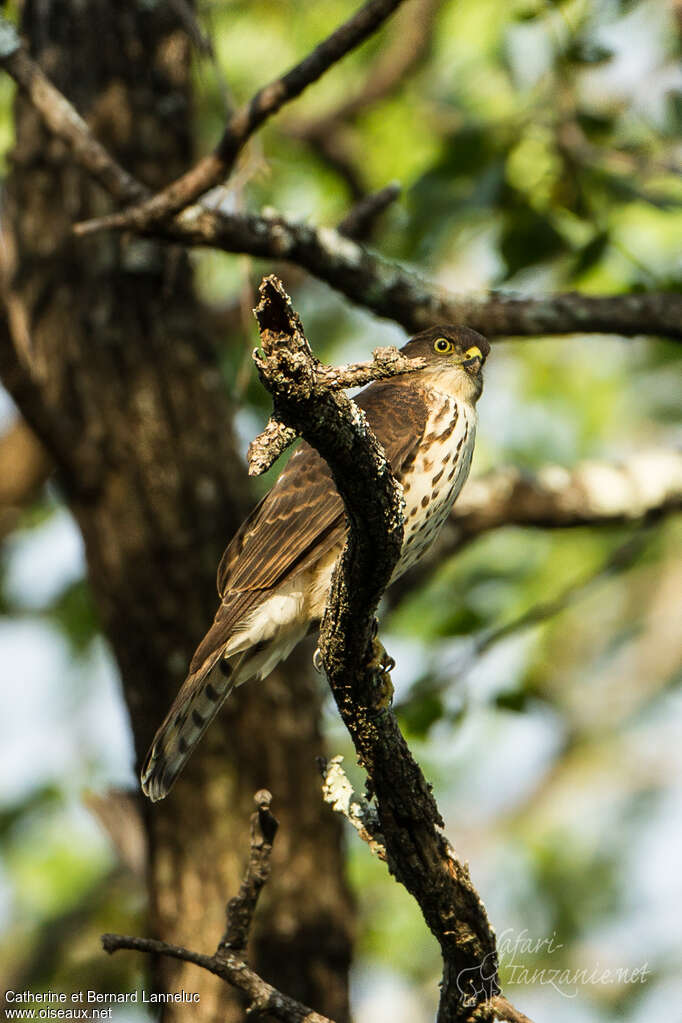 Épervier minulejuvénile, identification