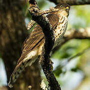 Little Sparrowhawk