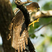 Little Sparrowhawk