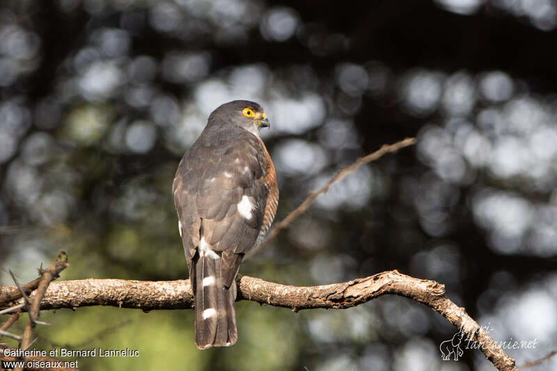 Little Sparrowhawk male adult, aspect