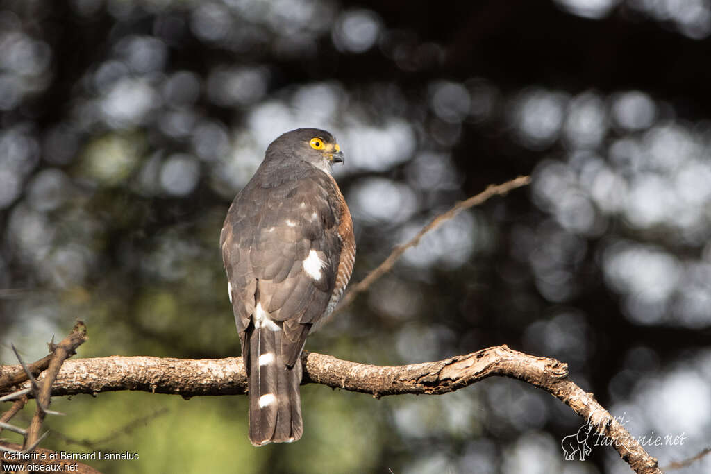 Little Sparrowhawk male adult, aspect