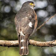 Little Sparrowhawk