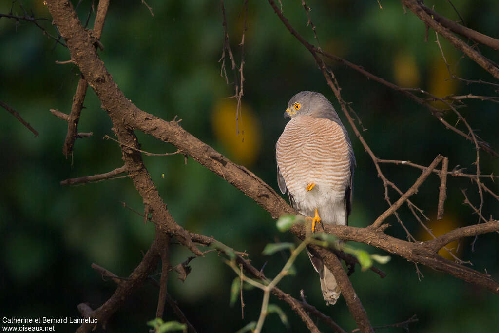 Épervier shikraadulte, habitat, Comportement