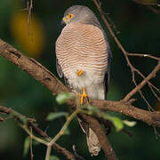 Shikra