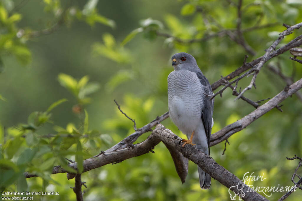 Shikra male adult, identification