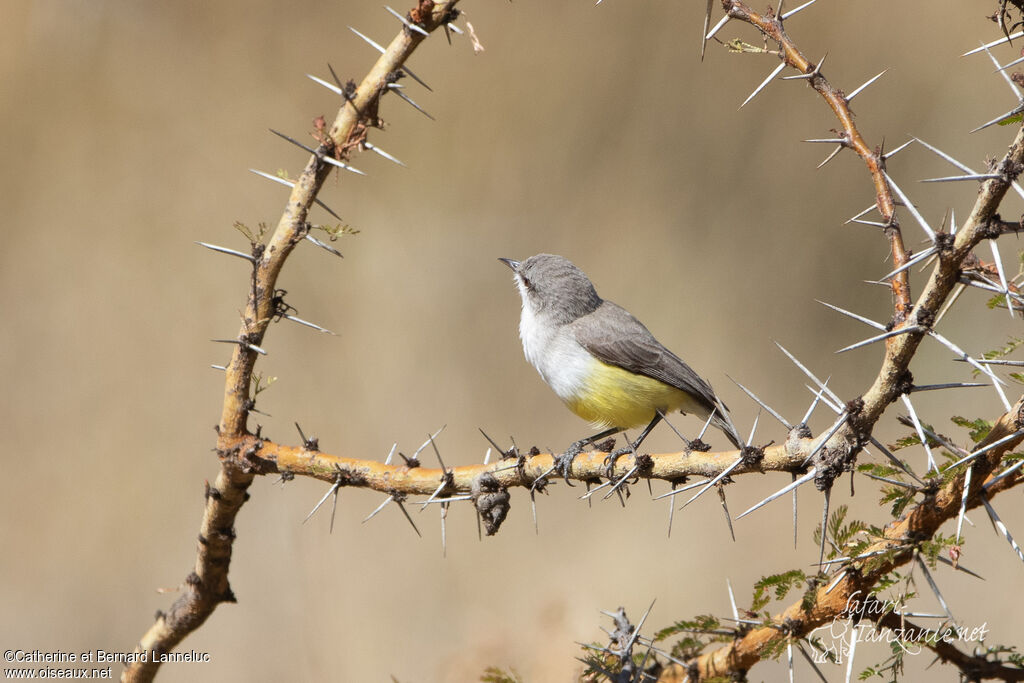 Yellow-bellied Eremomelaadult