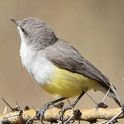 Yellow-bellied Eremomela