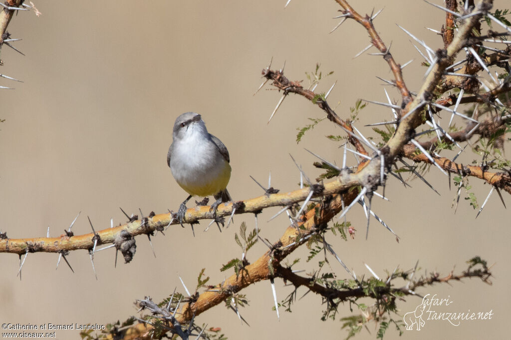 Yellow-bellied Eremomelaadult, habitat