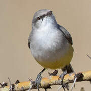 Yellow-bellied Eremomela