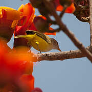 Senegal Eremomela