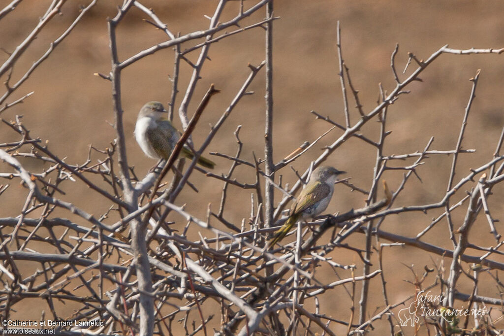 Karoo Eremomelaadult