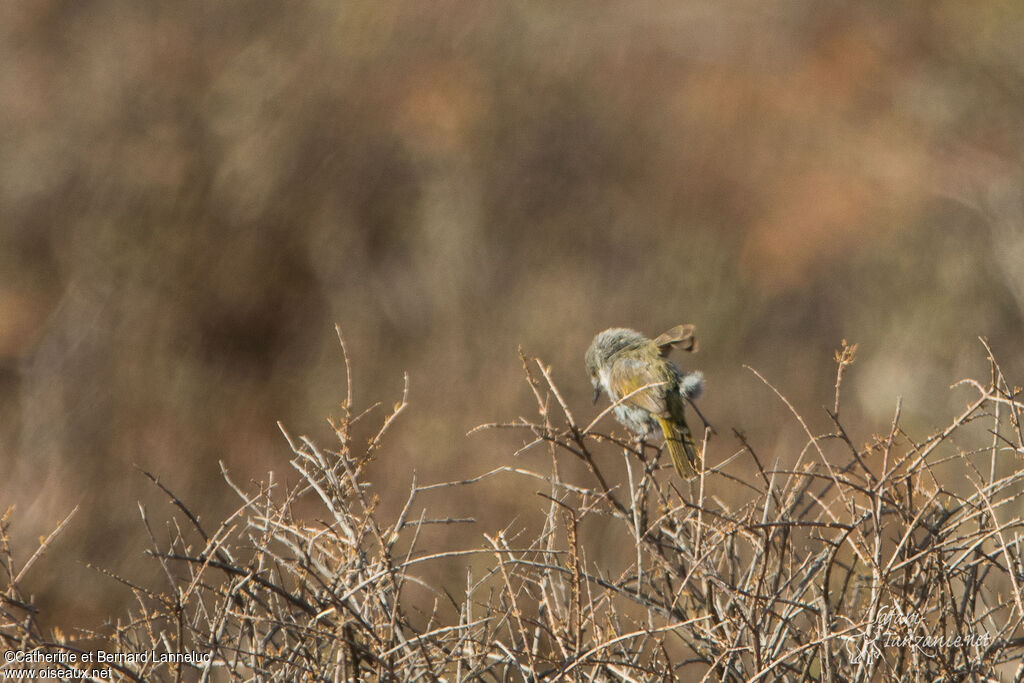 Karoo Eremomelaadult