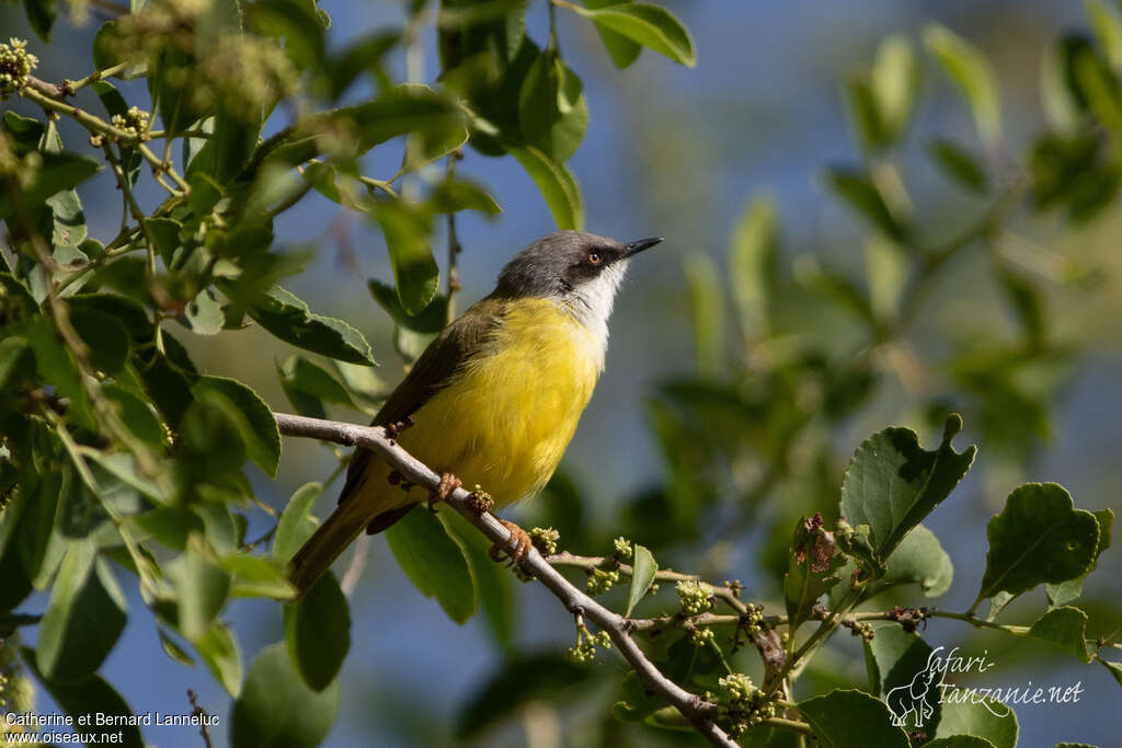 Green-backed Eremomelaadult, identification