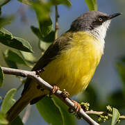 Green-backed Eremomela