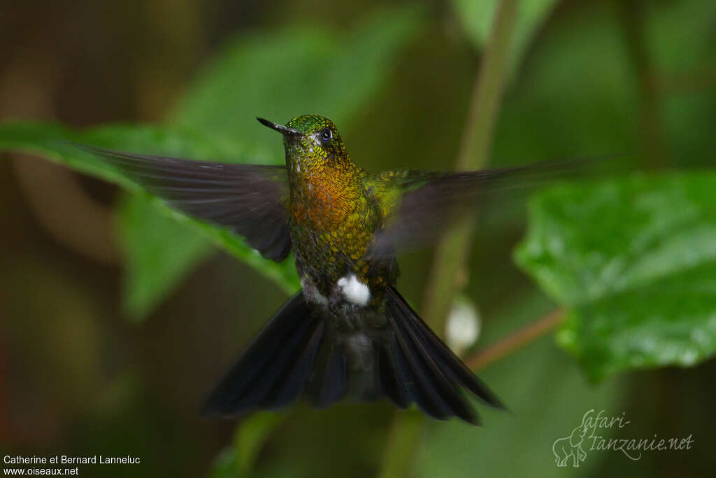 Golden-breasted Pufflegadult, pigmentation, Flight