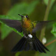 Golden-breasted Puffleg